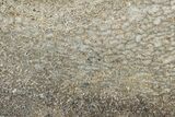 Polished Dinosaur Bone (Gembone) Section - Morocco #349666-1